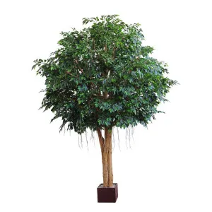 Mixed Ficus Giant Tree 3.7M 20496Lvs by Florabelle Living, a Plants for sale on Style Sourcebook