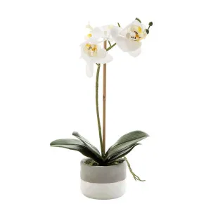 Orchid In Grey Pot Small 40Cm White by Florabelle Living, a Plants for sale on Style Sourcebook