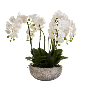 Orchid In Round Clay Pot 62Cm White by Florabelle Living, a Plants for sale on Style Sourcebook