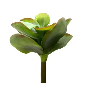 Flapjack Succulent 30Cm by Florabelle Living, a Plants for sale on Style Sourcebook