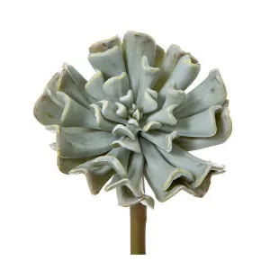 Succulent 20Cm Grey by Florabelle Living, a Plants for sale on Style Sourcebook