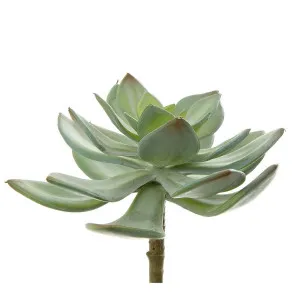 Succulent Pearl Pick 15Cm Green by Florabelle Living, a Plants for sale on Style Sourcebook