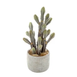 Desert Cactus Small 32Cm by Florabelle Living, a Plants for sale on Style Sourcebook