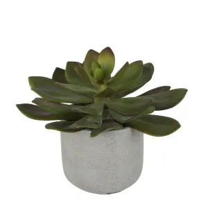 Desert Succulent 20Cm by Florabelle Living, a Plants for sale on Style Sourcebook