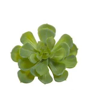 Echeveria 10Cm Green by Florabelle Living, a Plants for sale on Style Sourcebook