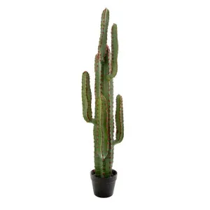 Desert Cactus Xl 1.15M by Florabelle Living, a Plants for sale on Style Sourcebook