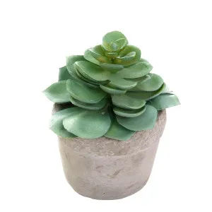 Succulent In White Pot 11Cm Green by Florabelle Living, a Plants for sale on Style Sourcebook