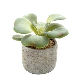 Succulent In Cement 17Cm by Florabelle Living, a Plants for sale on Style Sourcebook