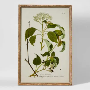 Greenhouse Botanical Wall Art A by Florabelle Living, a Prints for sale on Style Sourcebook