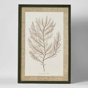 Sepia Coral Wall Art C by Florabelle Living, a Prints for sale on Style Sourcebook