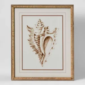 Conch Shell Wall Art A by Florabelle Living, a Prints for sale on Style Sourcebook