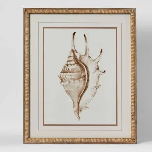 Conch Shell Wall Art B by Florabelle Living, a Prints for sale on Style Sourcebook