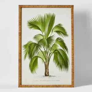 Palm Botanical Wall Art A by Florabelle Living, a Prints for sale on Style Sourcebook