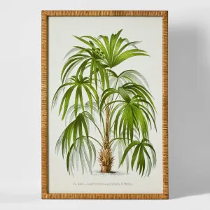 Palm Botanical Wall Art B by Florabelle Living, a Prints for sale on Style Sourcebook