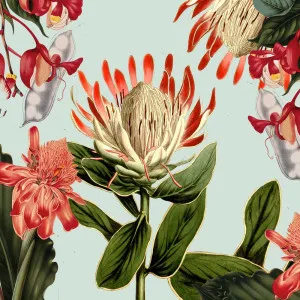 Protea And Co Wallpaper by Florabelle Living, a Wallpaper for sale on Style Sourcebook