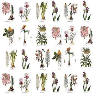 Botanists Wall Wallpaper by Florabelle Living, a Wallpaper for sale on Style Sourcebook