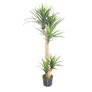 Yucca Head Tree In Plastic Pot 1.5M by Florabelle Living, a Plants for sale on Style Sourcebook