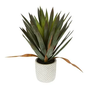 Yucca Gloriosa In Cement Pot by Florabelle Living, a Plants for sale on Style Sourcebook