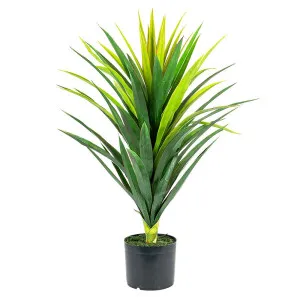 Yucca Plant In Pot 86Cm by Florabelle Living, a Plants for sale on Style Sourcebook