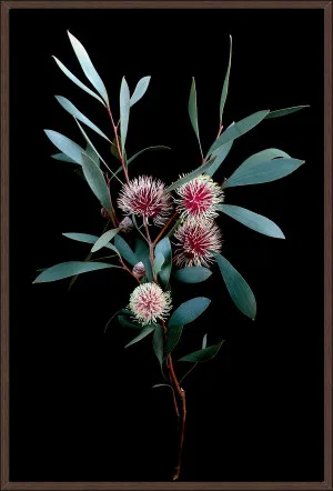 KODJET HAKEA FLOWERS 94x64cm by La Grolla, a Prints for sale on Style Sourcebook