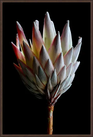 PROTEA by La Grolla, a Prints for sale on Style Sourcebook