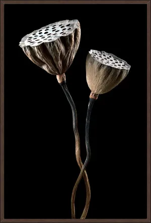 DRIED LOTUS PODS by La Grolla, a Prints for sale on Style Sourcebook