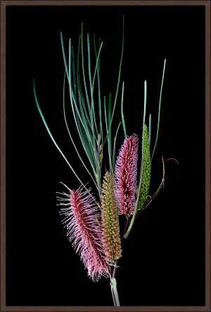 HAKEA FRANCISIANA 124x84cm by La Grolla, a Prints for sale on Style Sourcebook