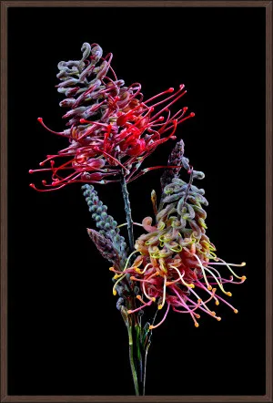 GREVILLEA by La Grolla, a Prints for sale on Style Sourcebook