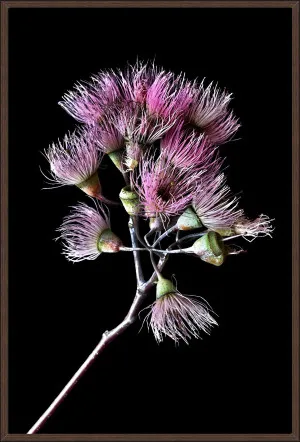 PINK GUM BLOSSOMS by La Grolla, a Prints for sale on Style Sourcebook