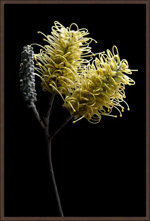 GREVILLEA FLOWERS YELLOW II 124x84cm by La Grolla, a Prints for sale on Style Sourcebook