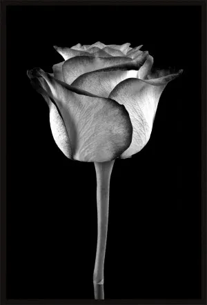 ROSE IN BLACK AND WHITE by La Grolla, a Prints for sale on Style Sourcebook