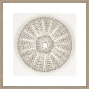 SEA URCHIN - PEARL by La Grolla, a Prints for sale on Style Sourcebook