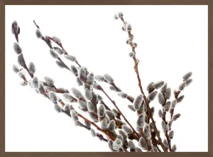 PUSSY-WILLOW TWIGS I by La Grolla, a Prints for sale on Style Sourcebook