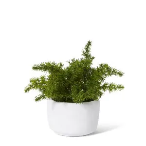 Fern Asparagus Plant Potted - 18 x 18 x 20cm by Elme Living, a Plants for sale on Style Sourcebook