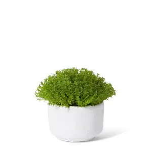 Baby Tears Plant Potted - 16 x 16 x 12cm by Elme Living, a Plants for sale on Style Sourcebook