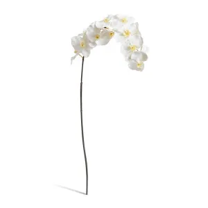 Phalaenopsis Orchid Stem - 20 x 8 x 112cm by Elme Living, a Plants for sale on Style Sourcebook