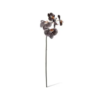 Phalaenopsis Orchid Mini Stem - 14 x 7 x 51cm by Elme Living, a Plants for sale on Style Sourcebook