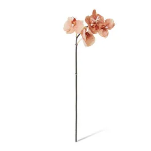 Phalaenopsis Orchid Mini Stem - 14 x 7 x 51cm by Elme Living, a Plants for sale on Style Sourcebook