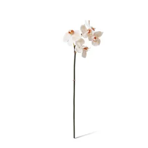 Phalaenopsis Orchid Mini Stem - 14 x 7 x 51cm by Elme Living, a Plants for sale on Style Sourcebook