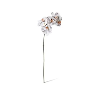 Phalaenopsis Orchid Mini Stem - 14 x 7 x 51cm by Elme Living, a Plants for sale on Style Sourcebook