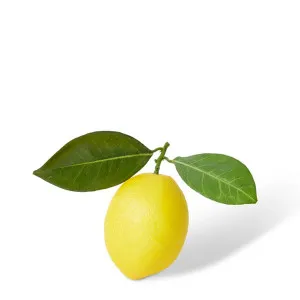 Lemon Twig - 14 x 8 x 10cm by Elme Living, a Plants for sale on Style Sourcebook