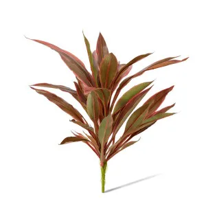 Dracaena Bush - 40 x 45 x 48cm by Elme Living, a Plants for sale on Style Sourcebook