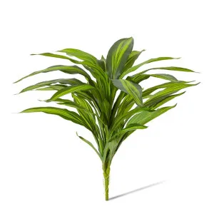 Dracaena Bush - 40 x 45 x 48cm by Elme Living, a Plants for sale on Style Sourcebook