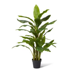 Cordyline Plant Potted - 45 x 45 x 85cm by Elme Living, a Plants for sale on Style Sourcebook