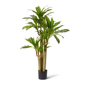 Dracaena Happy Plant - 80 x 60 x 155cm by Elme Living, a Plants for sale on Style Sourcebook