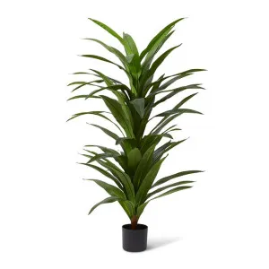 Dracaena Plant - 100 x 100 x 160cm by Elme Living, a Plants for sale on Style Sourcebook