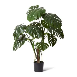 Monstera Plant - 110 x 110 x 120cm by Elme Living, a Plants for sale on Style Sourcebook