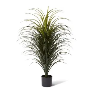 Yucca Plant Potted (Outdoor) - 80 x 80 x 105cm by Elme Living, a Plants for sale on Style Sourcebook