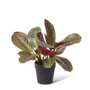 Calathea Plant Potted - 28 x 26 x 27cm by Elme Living, a Plants for sale on Style Sourcebook