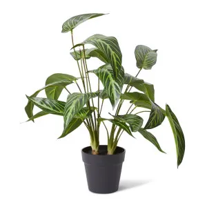 Caladium Plant Potted - 56 x 46 x 55cm by Elme Living, a Plants for sale on Style Sourcebook